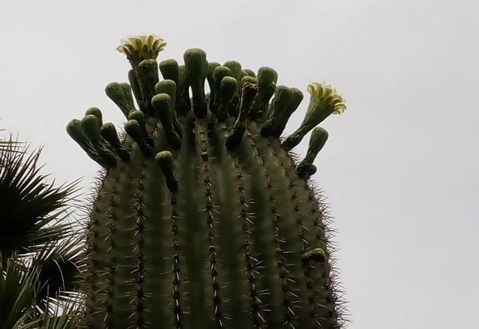 saguaro-in-fiore